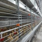 Automatic Poultry Broiler Chicken Cage Baby H Type Chick Cages for sale