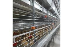 China High Brood Survival Rate Layer Chicken Broiler Cage For Little Chick supplier