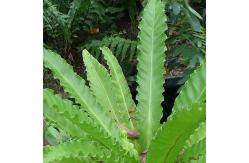 China Modern Plastic Potted Artificial Bonsai Bird Nest Fern supplier