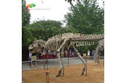 China length 15m Museum Quality Dinosaur Replicas T Rex Skull water repellent supplier