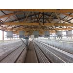 4 Birds Per Cell Battery Cage System Hot Dipped Galvanized for sale