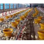 Breeder Chicken Farm House Poultry Farm Equipment for sale