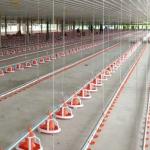 Poultry Farm Auto 380V Chicken House Equipment for sale