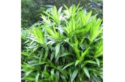 China High Simulation Artificial Tropical Plant Dracaena Reflexa Tree 120cm Height supplier