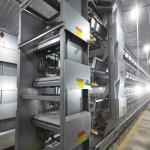45 Days 4 Floors H Frame Broiler Chicken Cage With Automatic Feeder for sale