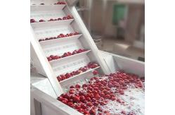 China 50T/H Jujube Hawthorn Processing Line Food Application supplier