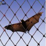 Polyethylene Bat Exclusion Netting Black Heavy Duty Bird Mesh UV Resistant for sale