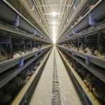 ISO9001 Poultry Cage for sale