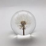 Home Decoration Dandelion Paper Weight , Acrylic Flower Resin Paperweight for sale