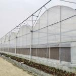 China Tomato Commercial Hydroponic System Multispan Greenhouse With Climate Control Systems factory