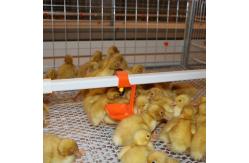 China Animal&Poultry Husbandry Equipment Chicken Waters Automatic Poultry Nipple Drinking System supplier