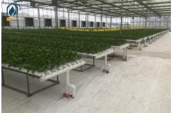 China NFT Hydroponic Tube Indoor Planting System With Rapid Nutrient Cycling supplier
