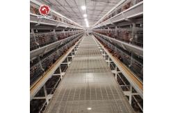 China One Day Old Meat Poultry Broiler Cage For Chicken Farm supplier