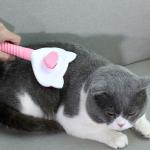 Custom Stainless Steel Houseware Pet Hair Remover Brush For Dog Cat