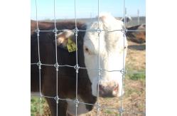 China Hot Dip Galvanized Fixed Knot Wire Fence 8ft Deer Wire Mesh supplier