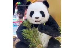 China Realistic Robotic Animals Animatronic Panda For Amusement Park supplier