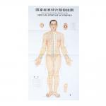 1.2*1.6m Acupuncture Culture 3pcs Per Set For Teaching Acupuncture Points for sale