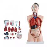 Medical Science Teaching 85cm Human Torso Model PVC Plastic Detachable Anatomy Demonstration Model for sale