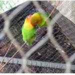 Lightweight Stainless Steel Aviary Mesh Plain Weave Without Toxic Material