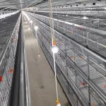 1480mmx1750mmx440mm Broiler Chicken Cage for sale