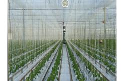 China 9000m Polypropylene UV Stabilized Tomato Tying Garden Twine supplier