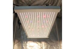 China Quantum 2x2 LED Grow Light supplier