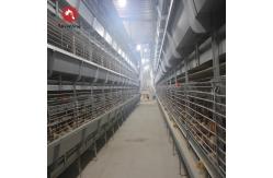 China Poultry Feeding Line Broiler Farming Equipment With Automatic Feeders And Drinkers supplier