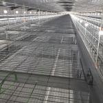 3-6mm Wire Battery Broiler Equipment SGS H Type Poultry Farm Cage for sale