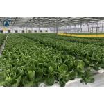 NFT Hydroponic Gully System For Leafy Greens Cultivation for sale
