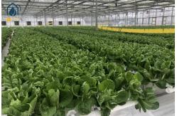 China NFT Hydroponic Gully System For Leafy Greens Cultivation supplier