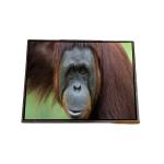 AA142XE01 14.2 inch 1024*768 TFT-LCD Screen Display for sale