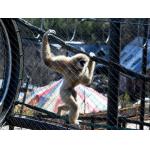 Hand Woven Animal-Gibbon Mesh Fencing Stainless Steel 1.2mm - 3.2mm Rope Diameter for sale