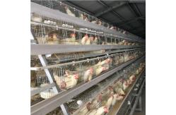 China Galvanized SGS Egg Layer Chicken Hens Cages 430 X 410 X 410 Mm supplier