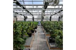 China 6-10m Span Light Deprivation Greenhouse with 100% Shading Black-White Film supplier