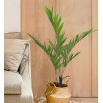 Soft Artificial Potted Floor Plants Kenita Pot For Home Decor Uv Resistant for sale