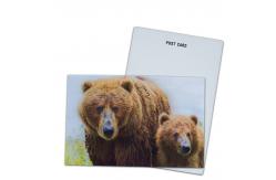 China Customize 3D Lenticular Postcards Dinosaur Wild Animals for Zoo Park supplier