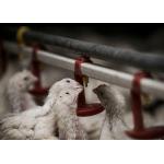 Broiler Flooring Raising Chicken Farm Equipment 4 Drinker /M for sale