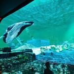 3d Hd Immersive Viewing Led Display Screen Hanging Glass Hologram Cinema for sale