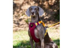 China Adjustable Reflective  Oxford Large Dog Harness Leash Set With Easy Control supplier