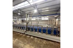 China Sheep Parallel Fast Mode Milking Parlor Equipment Easy To Operate supplier