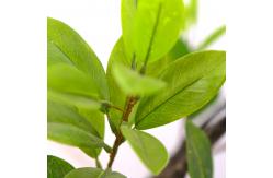 China Artificial mangrove tree green home deco hotel office potted tree supplier