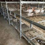 Baby Chicks Cage With Full Automatic Poultry Drinking System for sale