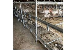 China Baby Chicks Cage With Full Automatic Poultry Drinking System supplier