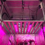 1200w PWM Dimming Samsung Osram LED Horticulture Grow Light