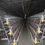 A Type Chicken Wire Cage Automatic Egg Collecting System for sale