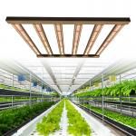 3x3 Dimmable Lm301b Lm301h LED Grow Light For Indoor Medicinal Plants for sale
