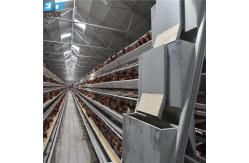 China Customized Multi Layer Poultry Cage Automatic Egg Collection Cages supplier