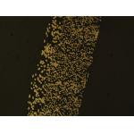 5um 700g/M2 0.43mm Thickness 316L Stainless Steel Fiber Sintered Felt 80% Porosity for sale
