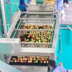 Fruit Grinder Fruit Processing Equipment , Electric Apple Fruit Crusher Machine for sale
