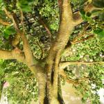 3m Height Artificial Landscape Trees Pittosporum Ficus Tree for office